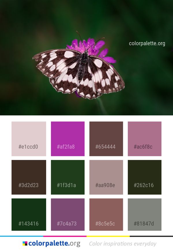 Butterfly Moths And Butterflies Insect Color Palette