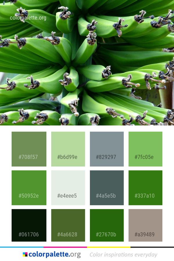 Flora Leaf Plant Color Palette