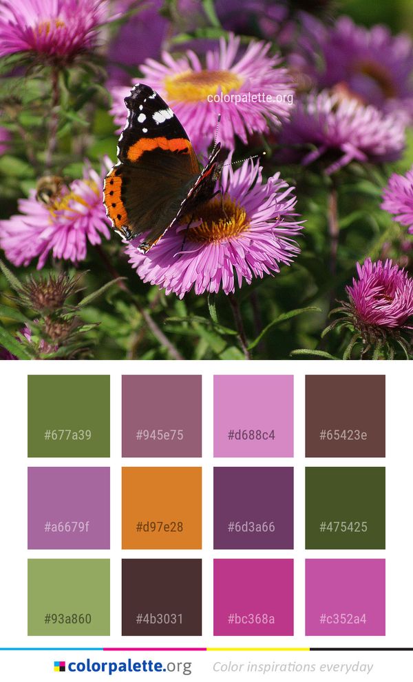 Flower Butterfly Purple Color Palette