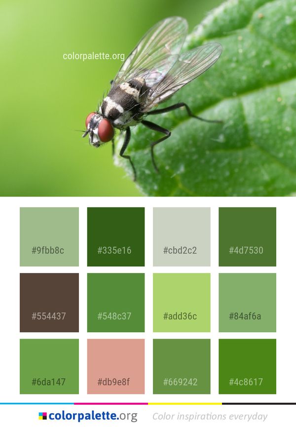 Insect Fly Pest Color Palette