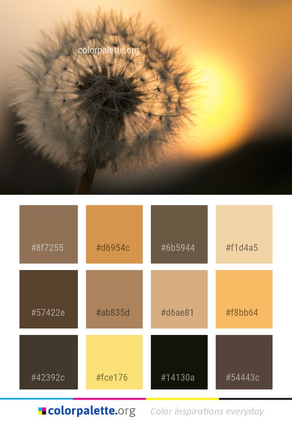 Flower Dandelion Macro Photography Color Palette