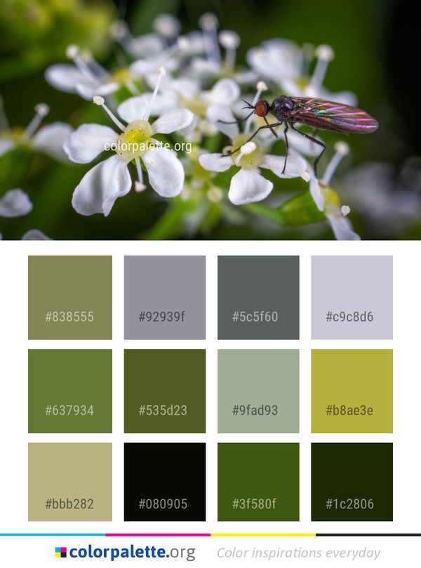 Flower Flora Macro Photography Color Palette