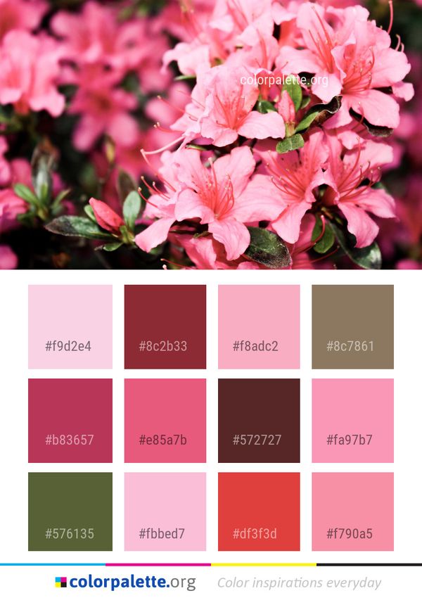 Flower Plant Pink Color Palette