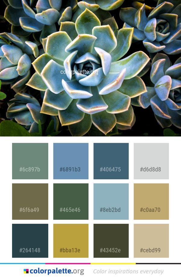 Plant Flora Flower Color Palette
