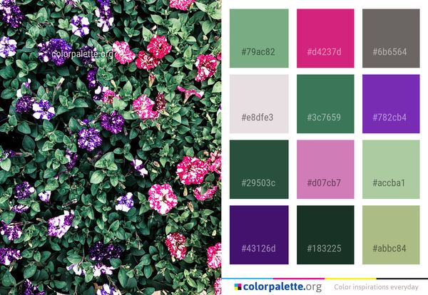Plant Flower Flowering Color Palette