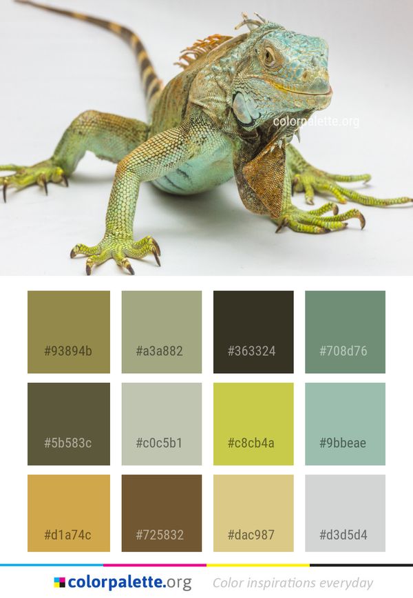 Reptile Iguana Iguania Color Palette