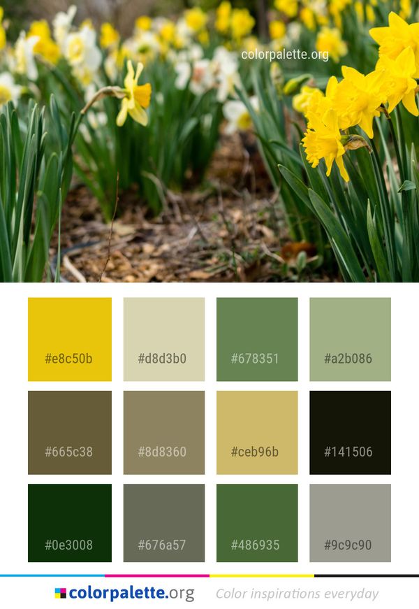 Flower Plant Flowering Color Palette