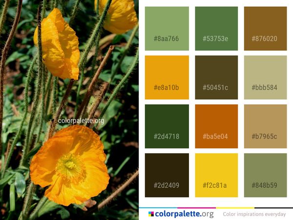 Flower Wildflower Flora Color Palette