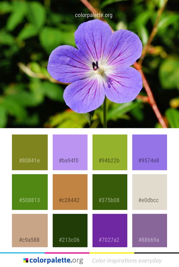 Flower Flora Plant Color Palette