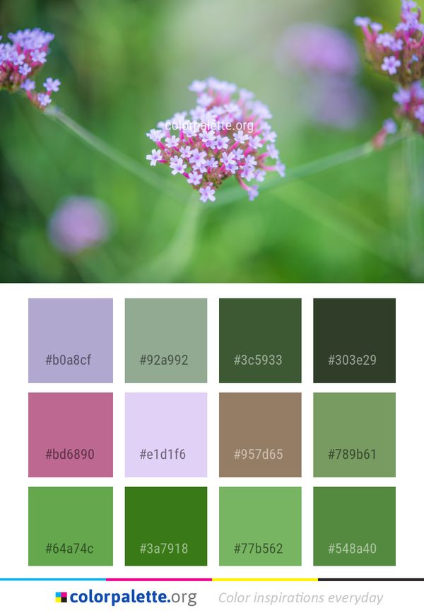 Flower Flora Plant Color Palette
