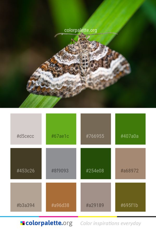 Insect Moth Moths And Butterflies Color Palette