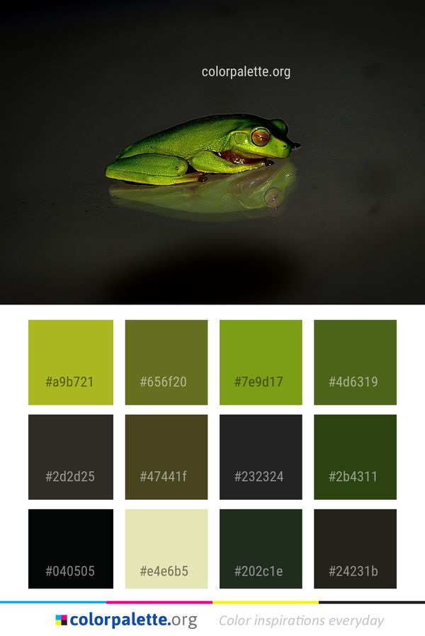 Ranidae Tree Frog Color Palette