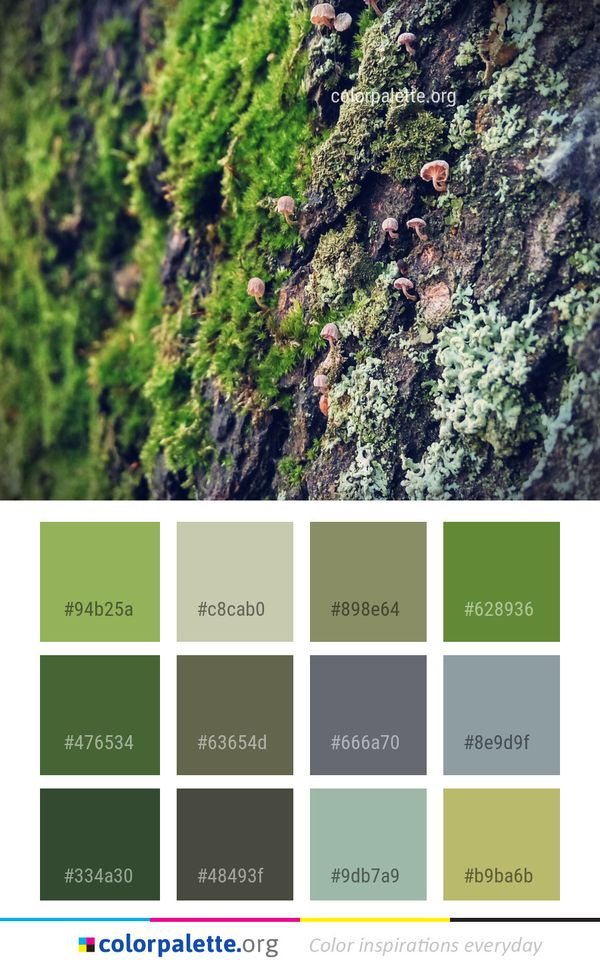 Vegetation Tree Plant Color Palette