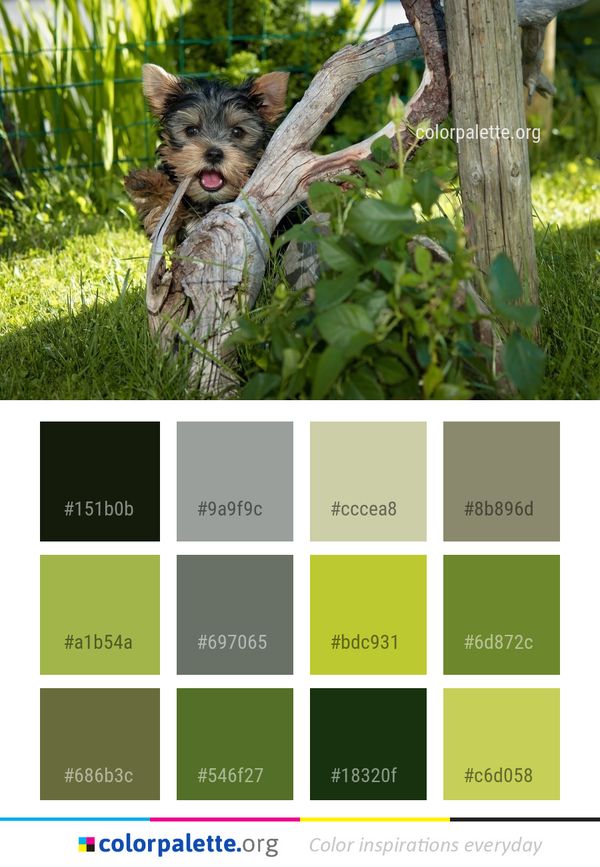 Dog Breed Like Mammal Color Palette
