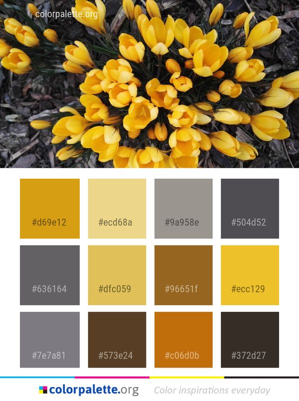 Flower Crocus Yellow Color Palette