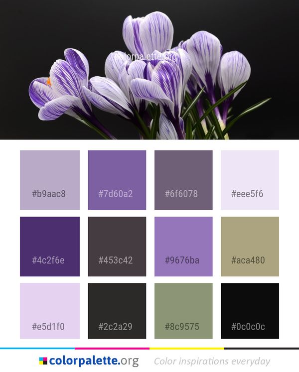 Flower Plant Flowering Color Palette