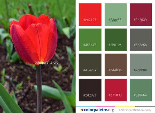 Flower Tulip Plant Color Palette