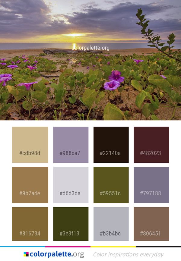 Flower Wildflower Sky Color Palette