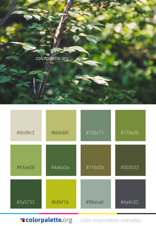Plant Leaf Vegetation Color Palette