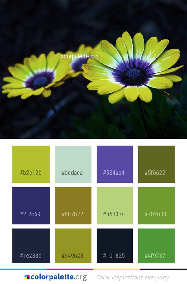 Flower Flora Yellow Color Palette
