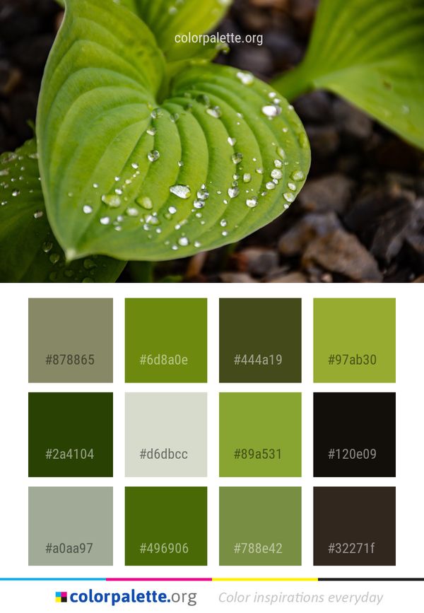 Leaf Water Plant Color Palette