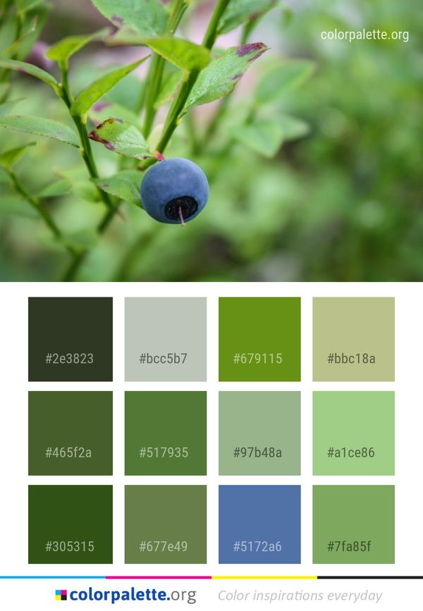 Plant Bilberry Berry Color Palette