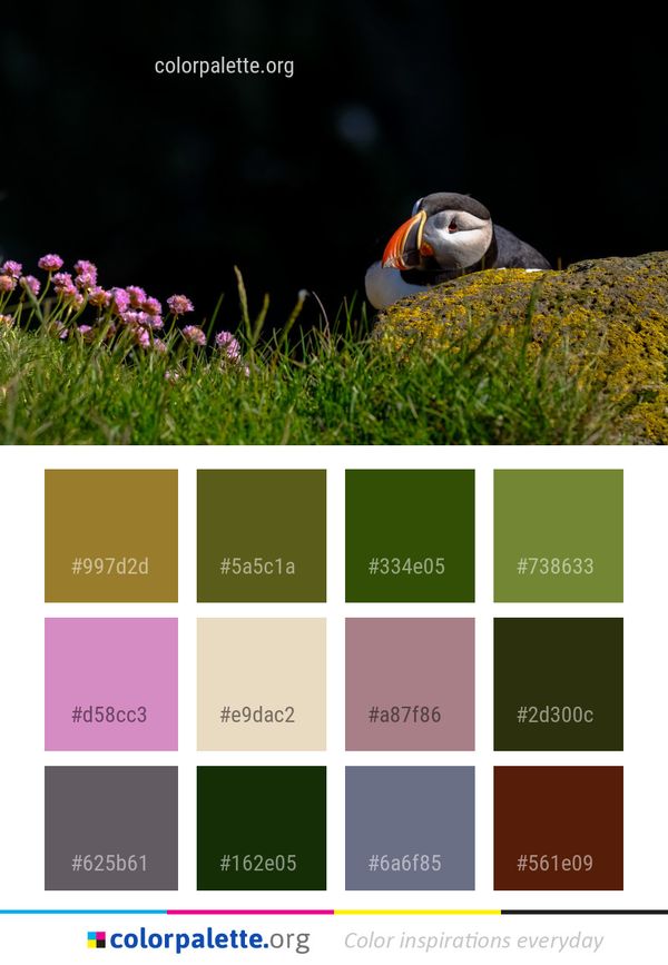 Puffin Bird Vertebrate Color Palette
