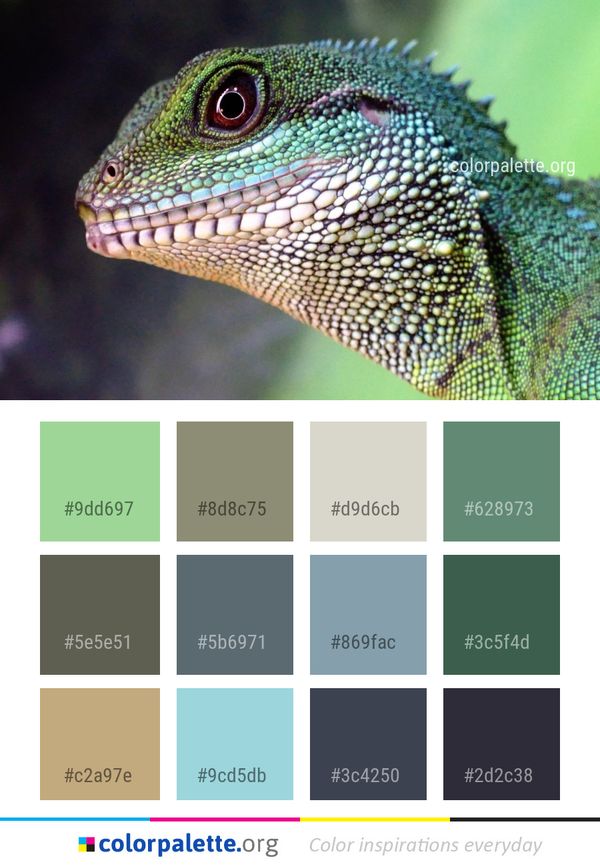 Reptile Scaled Lizard Color Palette