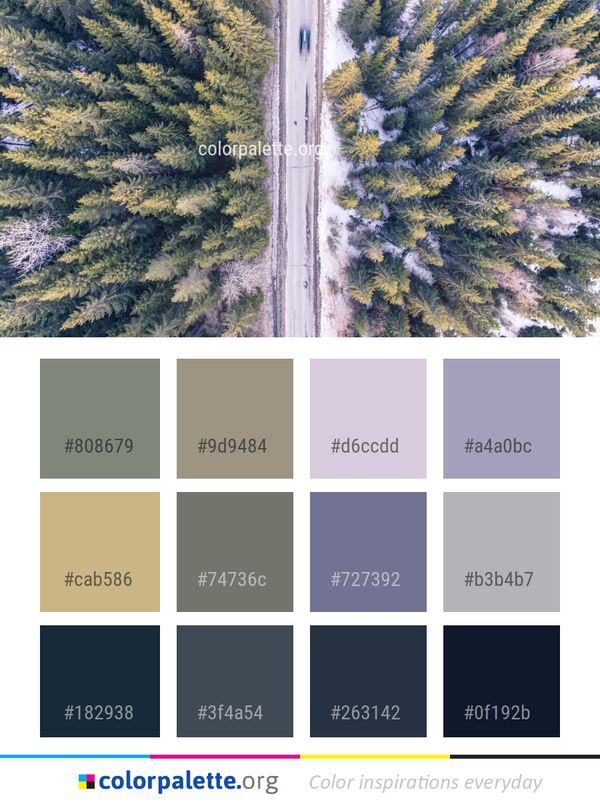 Tree Conifer Aerial Photography Color Palette