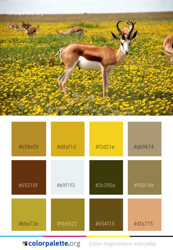 Wildlife Springbok Grassland Color Palette