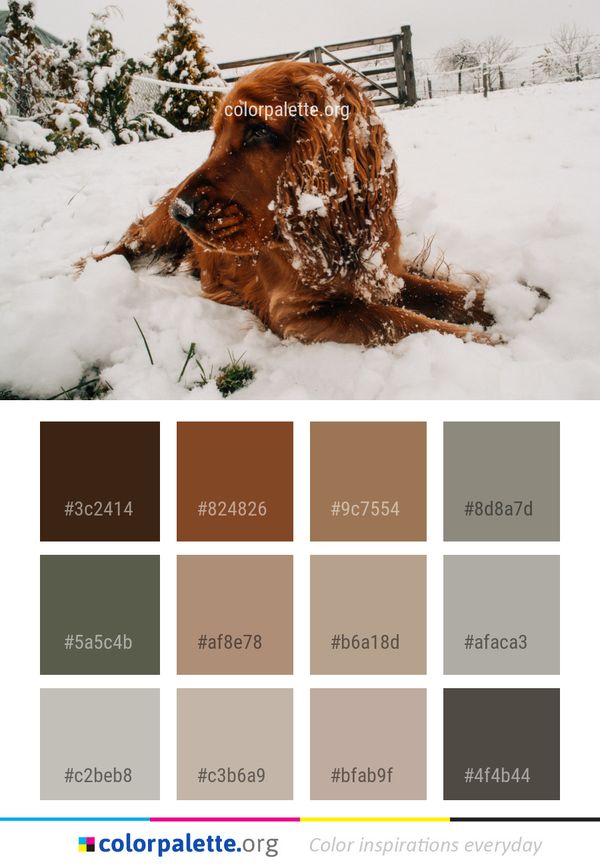 Dog Like Mammal Irish Setter Color Palette