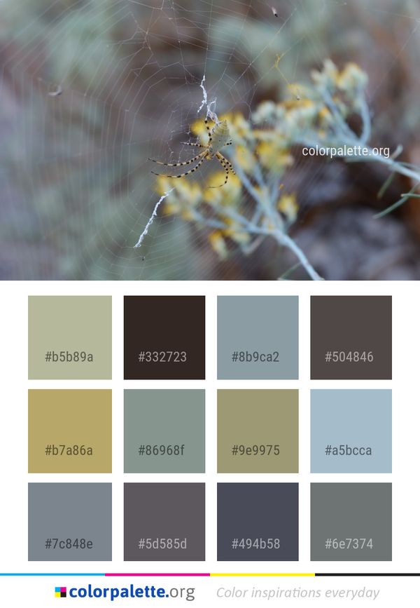 Spider Web Fauna Flora Color Palette
