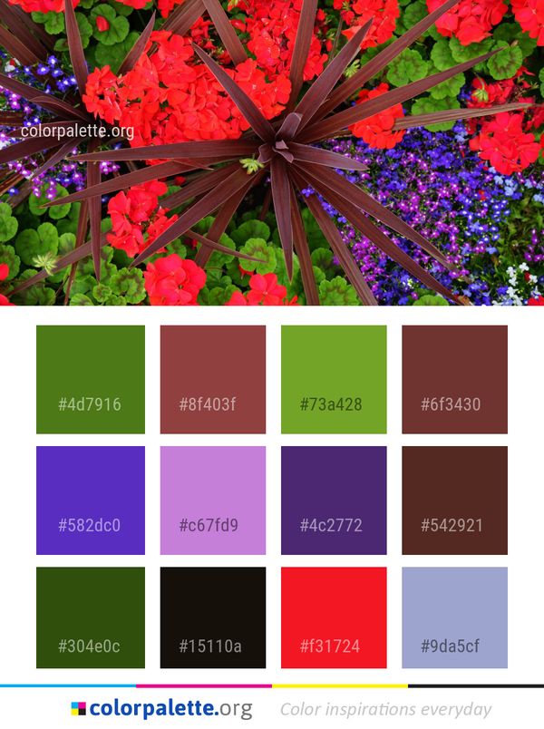 Flower Flora Plant Color Palette