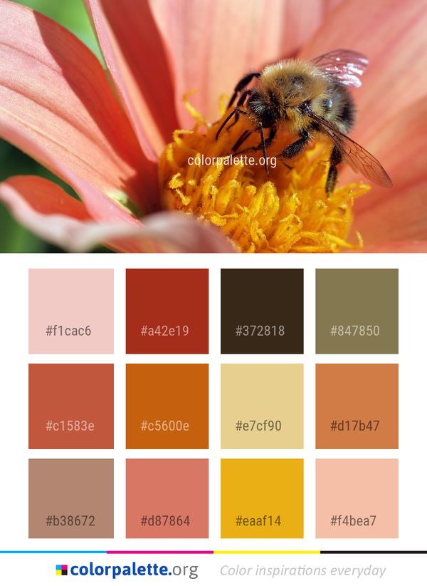 Honey Bee Insect Color Palette