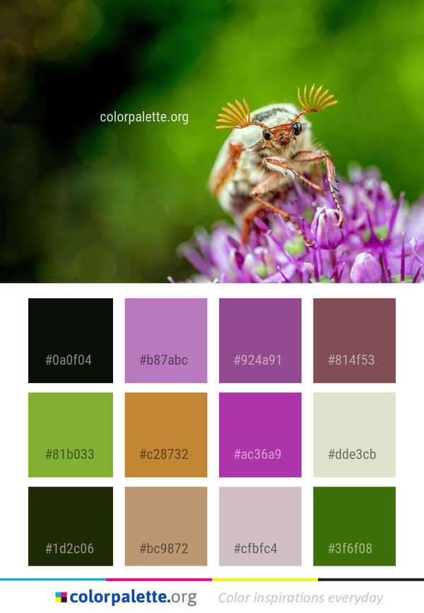 Insect Honey Bee Color Palette