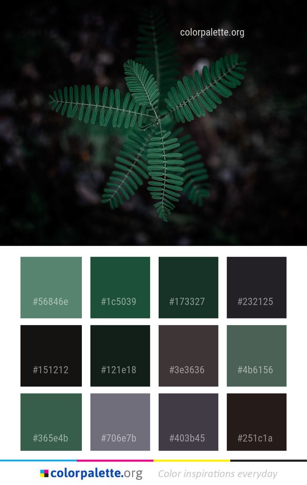 Leaf Ferns And Horsetails Fern Color Palette