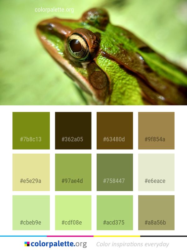 Macro Photography Close Up Organism Color Palette