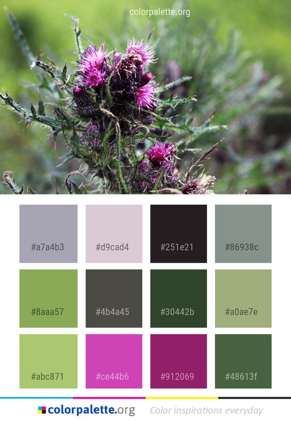 Silybum Plant Thistle Color Palette