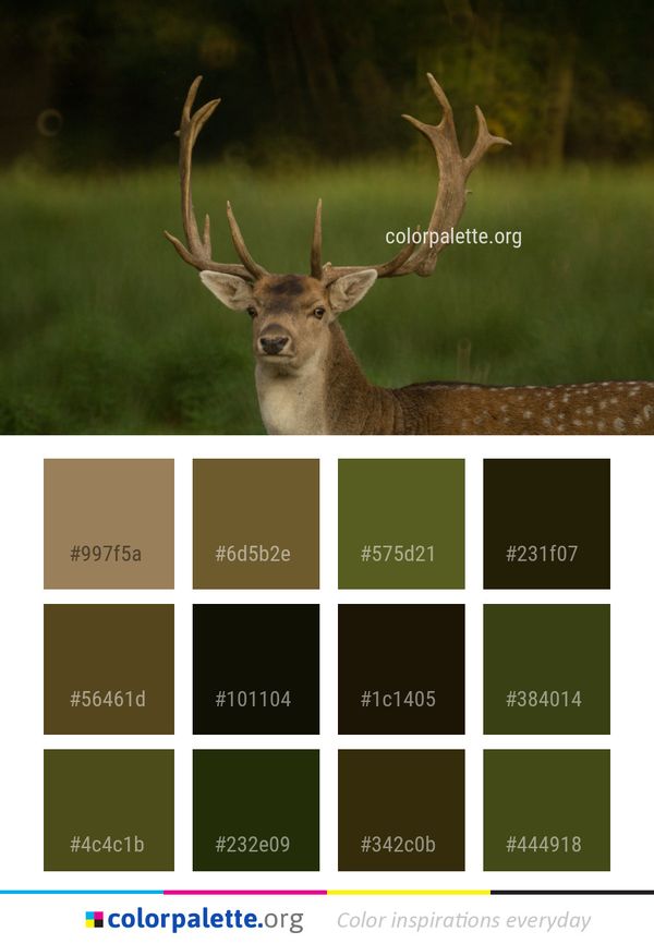 Wildlife Deer Fauna Color Palette