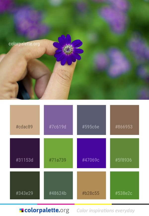 Blue Flower Purple Color Palette