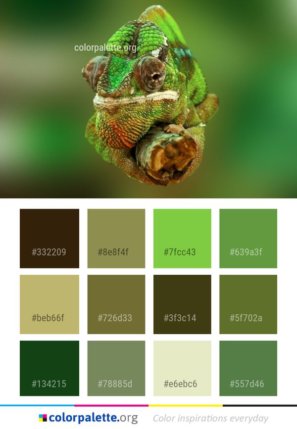 Chameleon African Reptile Color Palette