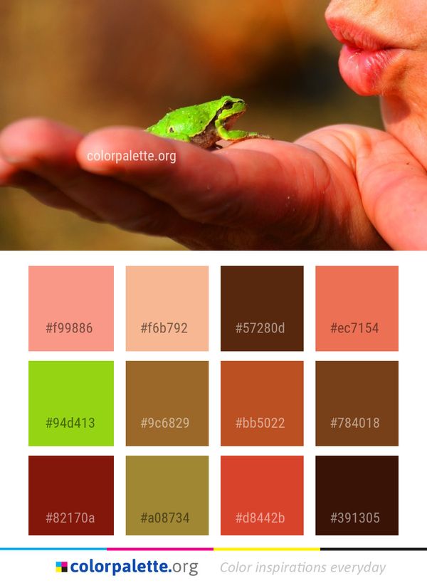 Fauna Frog Organism Color Palette