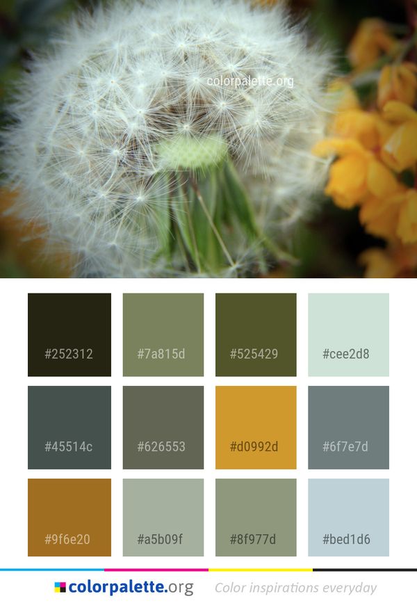 Flower Dandelion Yellow Color Palette