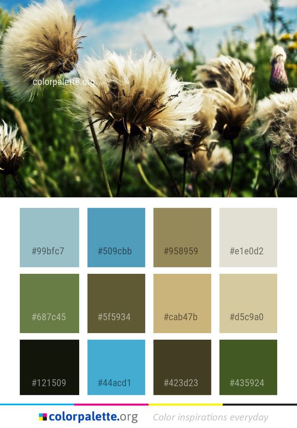 Flower Plant Flora Color Palette