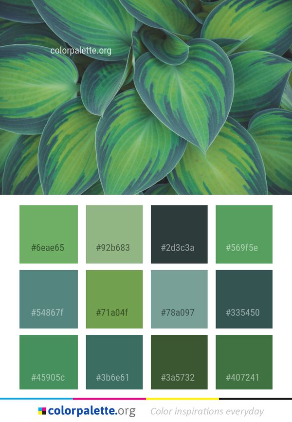 Green Leaf Plant Color Palette