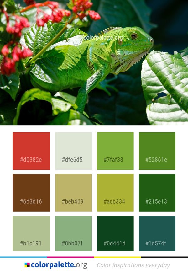 Iguana Reptile Iguania Color Palette