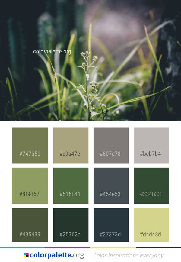 Plant Flora Grass Color Palette
