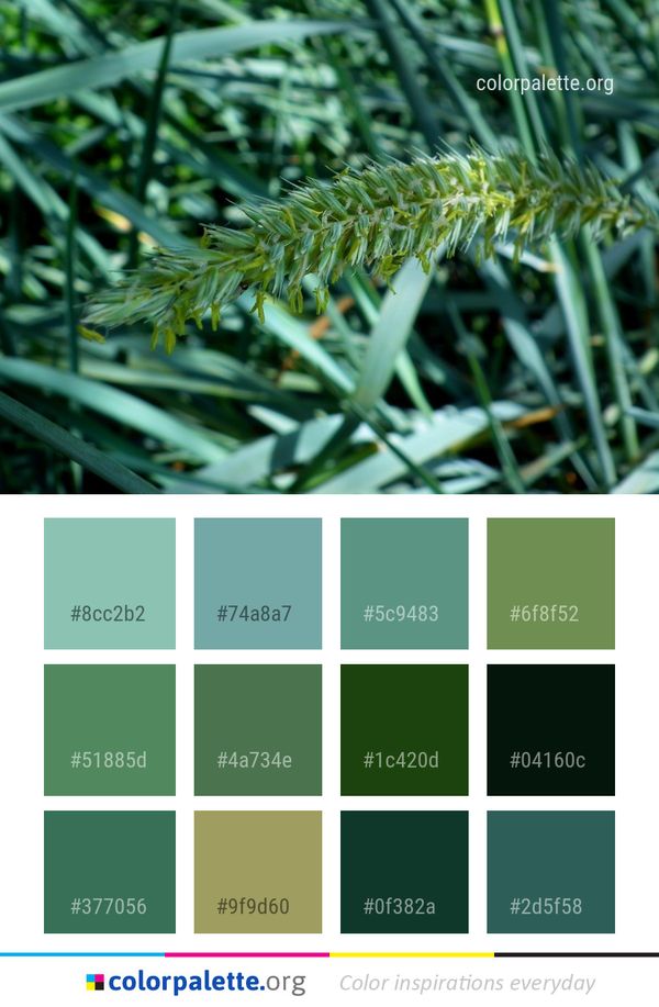 Plant Grass Family Color Palette