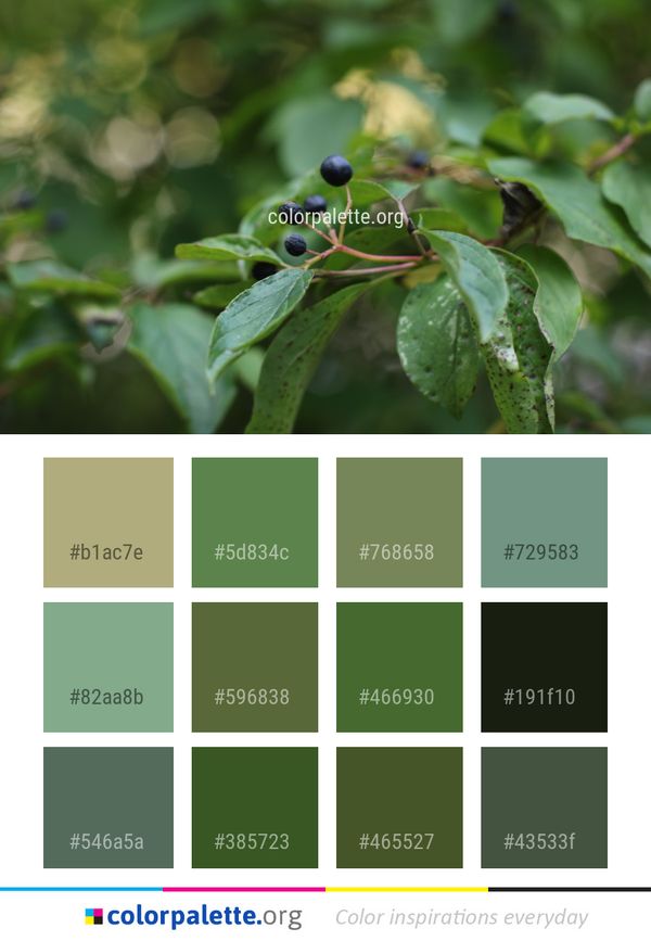 Plant Leaf Flora Color Palette