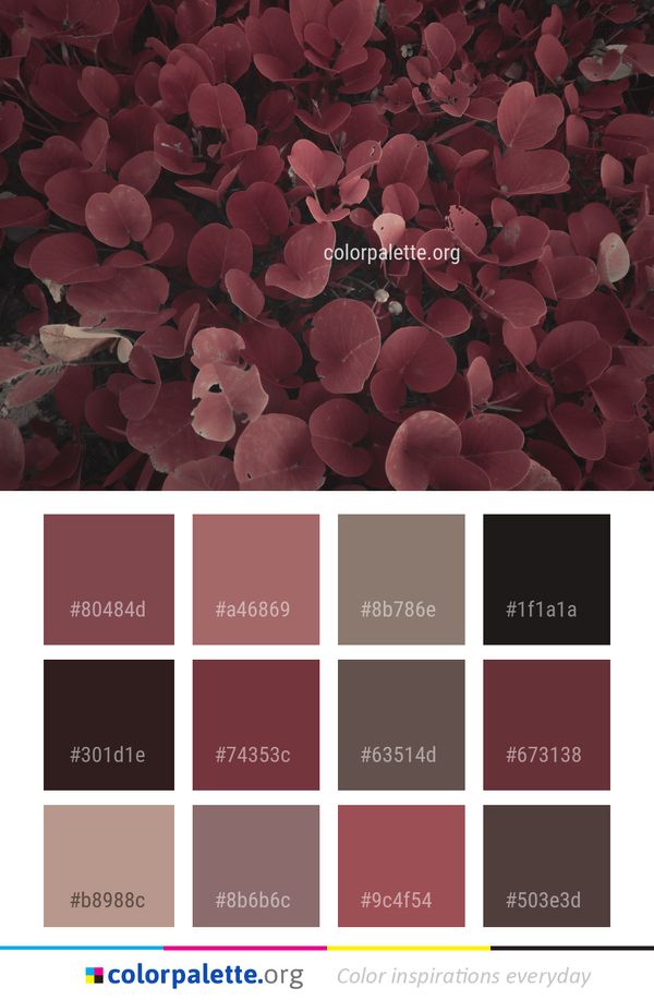 Red Pink Flower Color Palette
